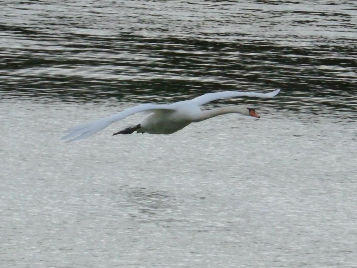 Les Cygnes Au Bord Du Loing Villa Montigny-sur-Loing Exterior foto