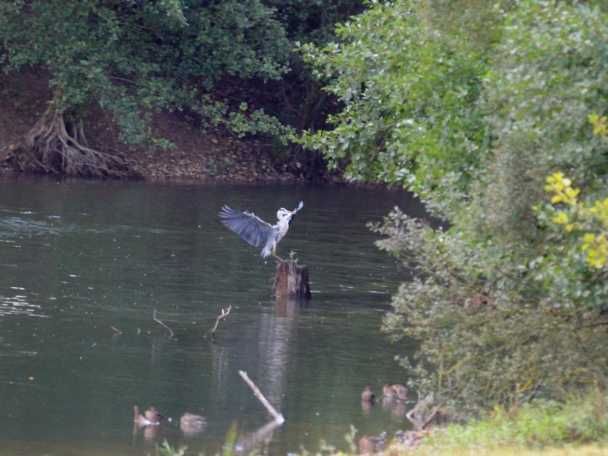 Les Cygnes Au Bord Du Loing Villa Montigny-sur-Loing Exterior foto