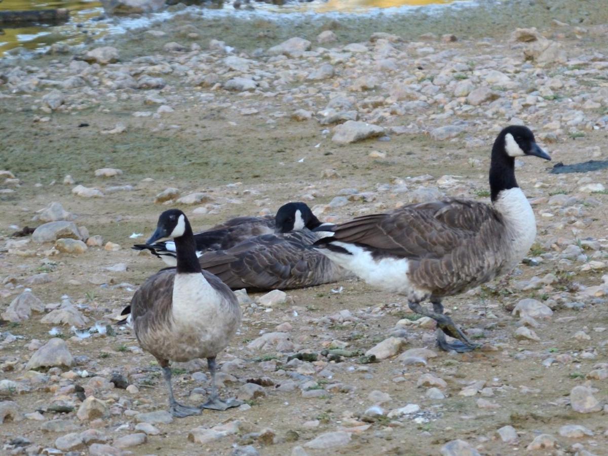 Les Cygnes Au Bord Du Loing Villa Montigny-sur-Loing Exterior foto