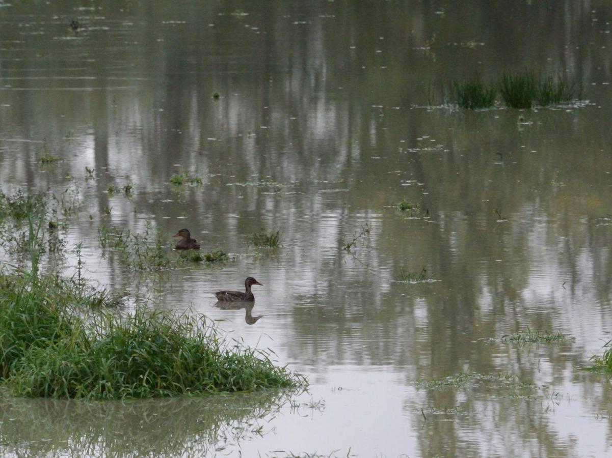Les Cygnes Au Bord Du Loing Villa Montigny-sur-Loing Exterior foto