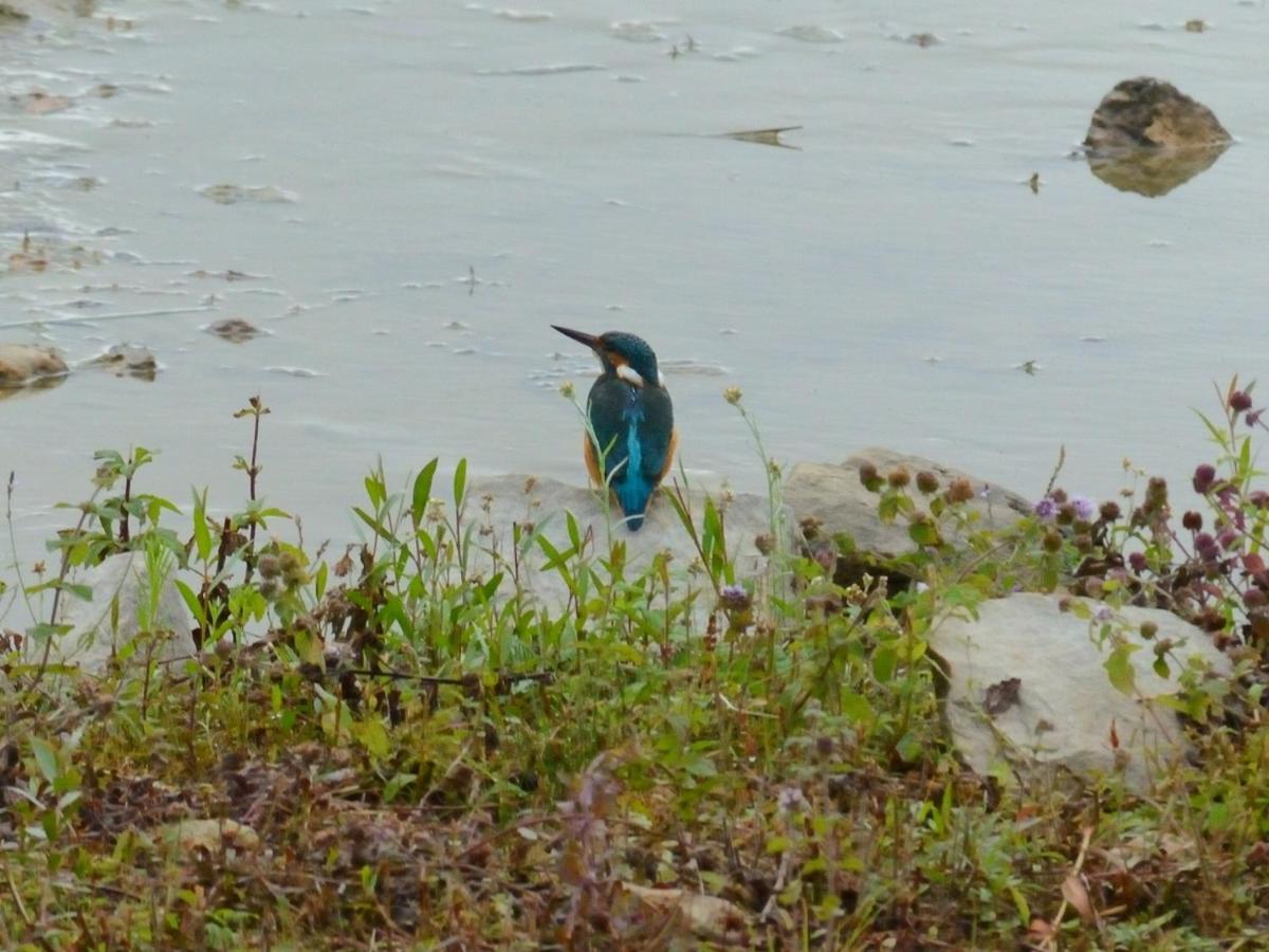 Les Cygnes Au Bord Du Loing Villa Montigny-sur-Loing Exterior foto
